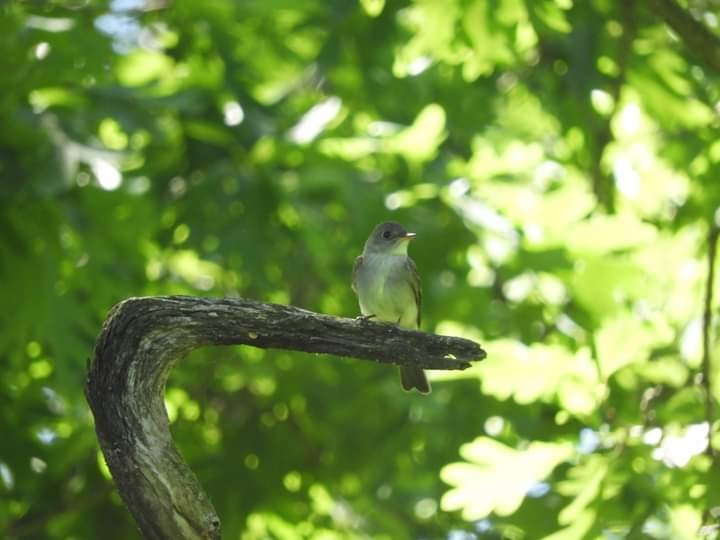 Eastern Wood-Pewee - ML461183571