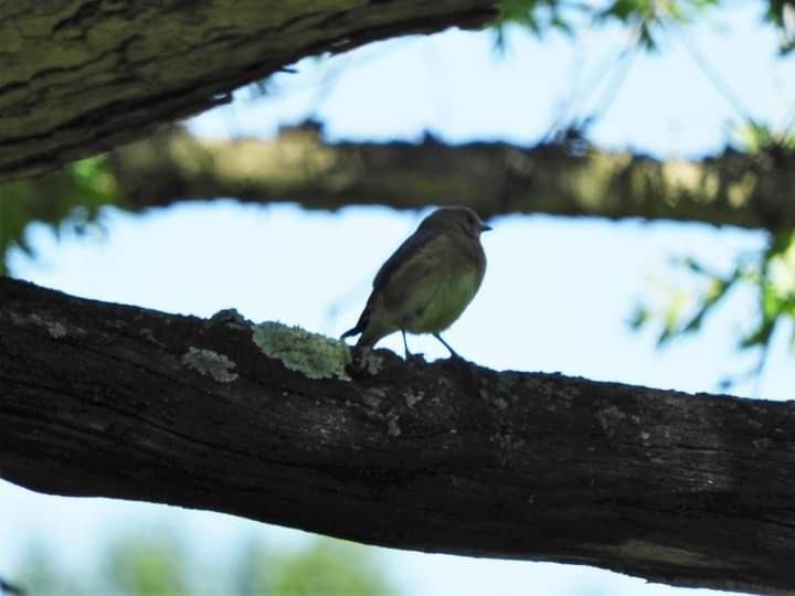 Eastern Bluebird - Heidi Tarasiuk