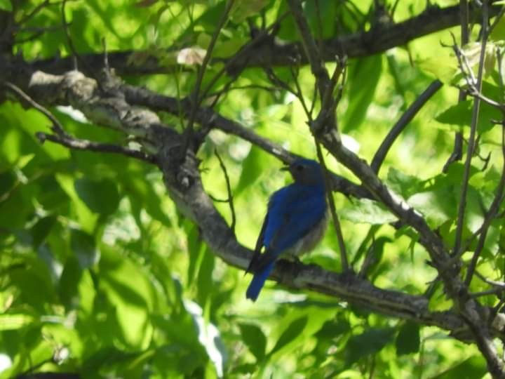 Eastern Bluebird - Heidi Tarasiuk