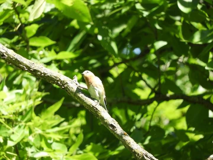 Eastern Bluebird - ML461183781