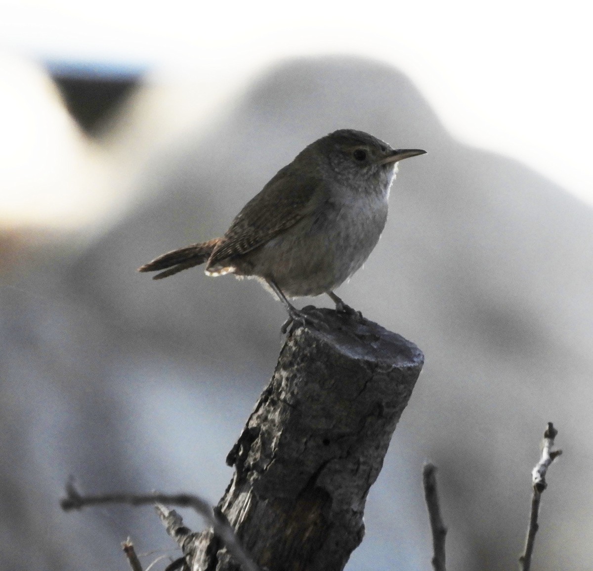 Northern House Wren - ML461184581