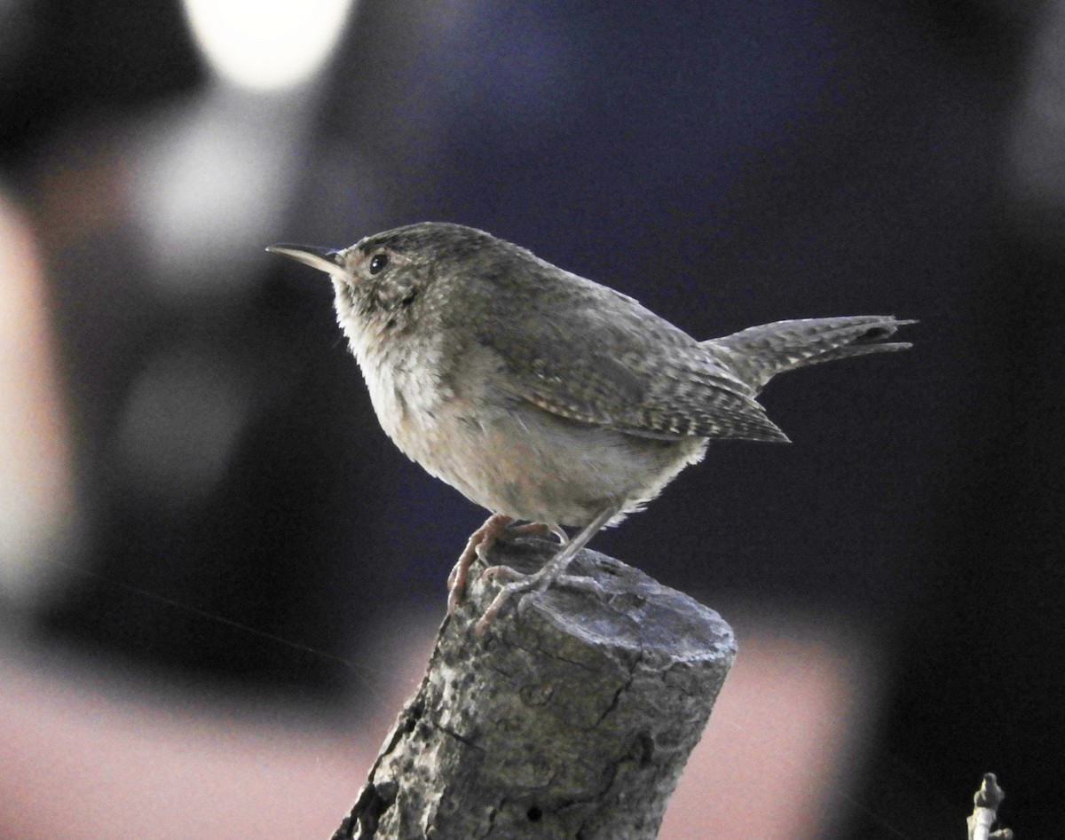 Northern House Wren - ML461184661