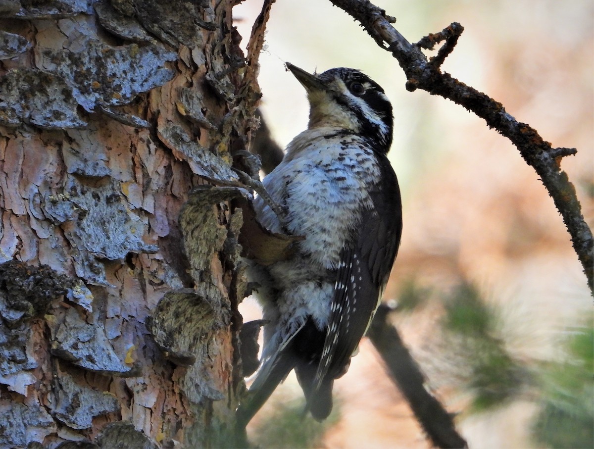 American Three-toed Woodpecker - ML461186221