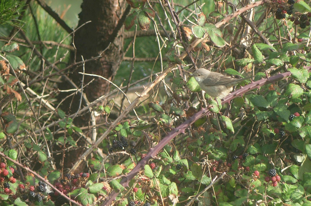 Barred Warbler - Alexander Lees