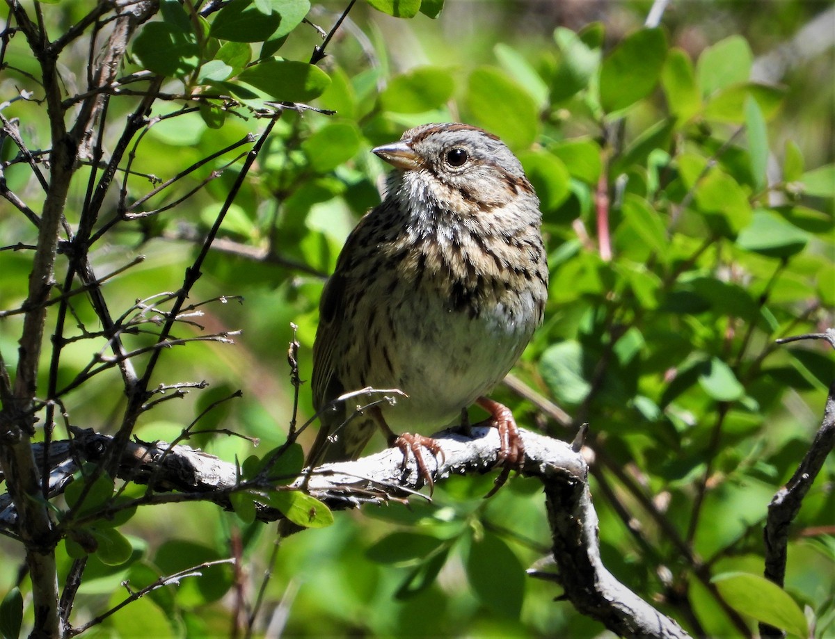 Lincoln's Sparrow - ML461186371
