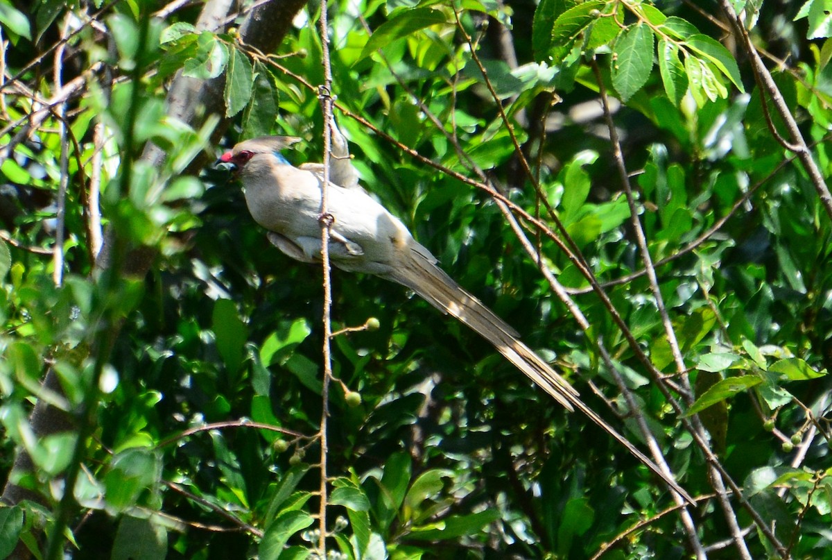 Blue-naped Mousebird - ML46118751