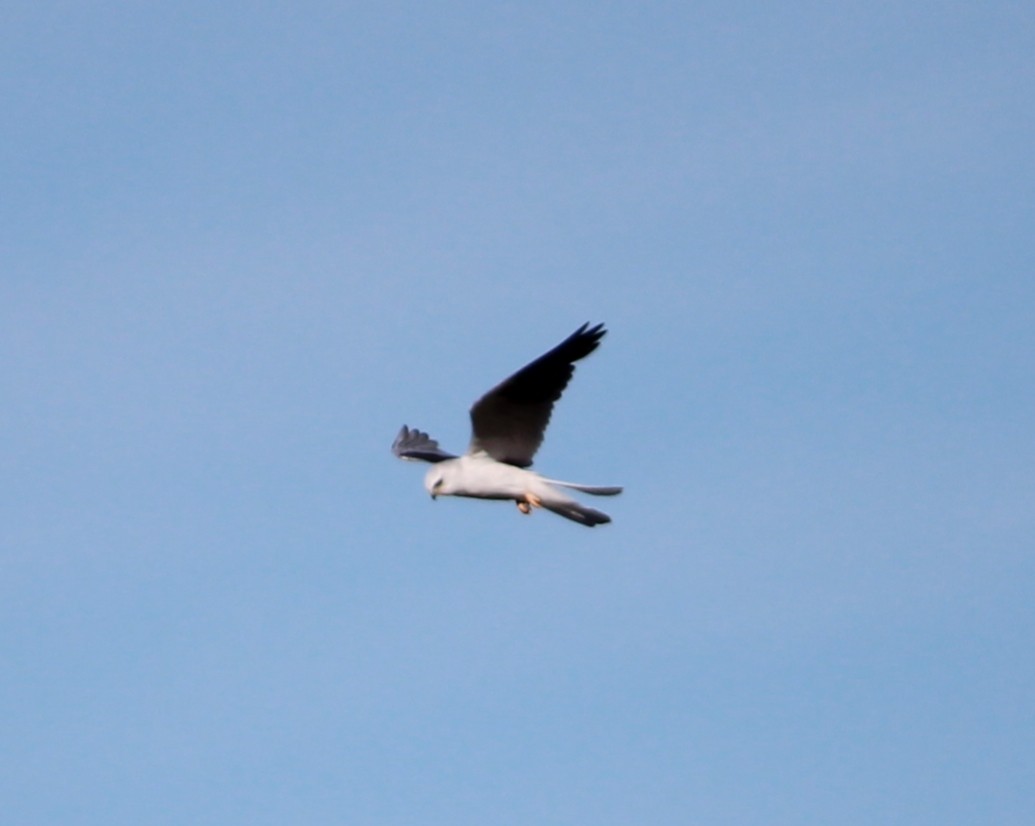 White-tailed Kite - ML461187781