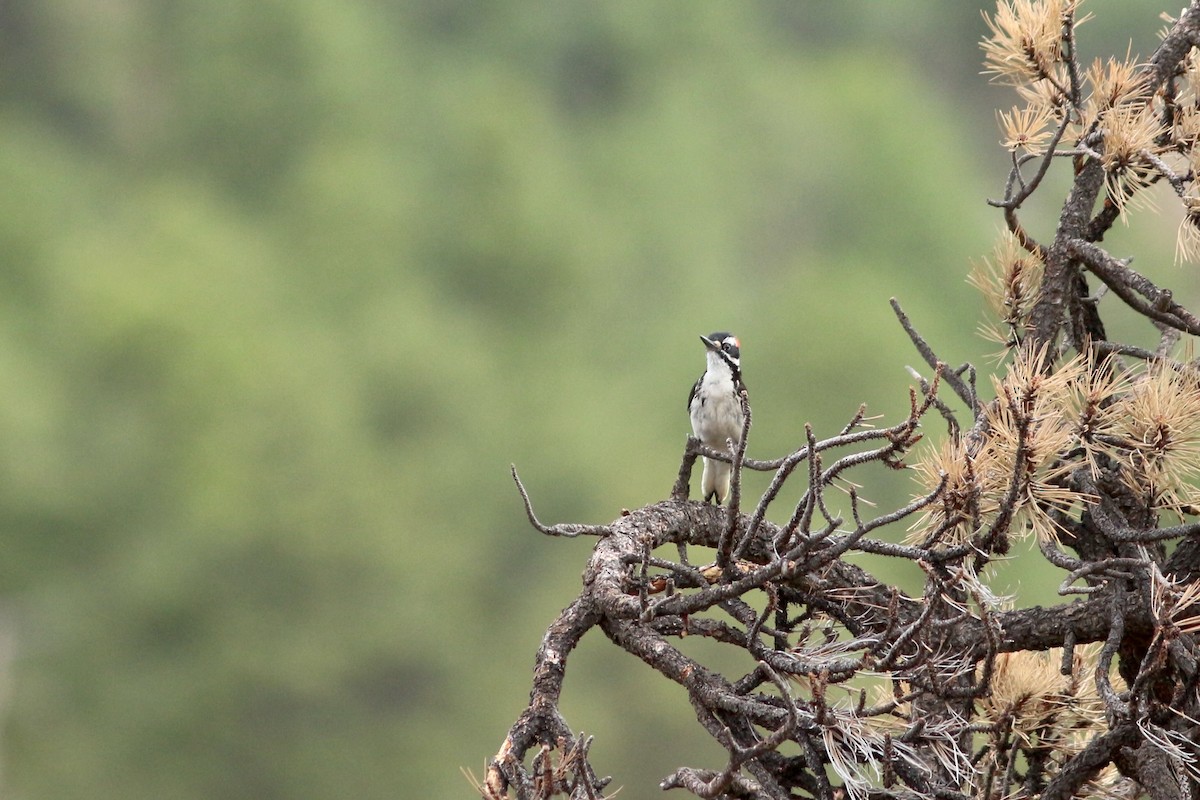 Hairy Woodpecker - ML461187911