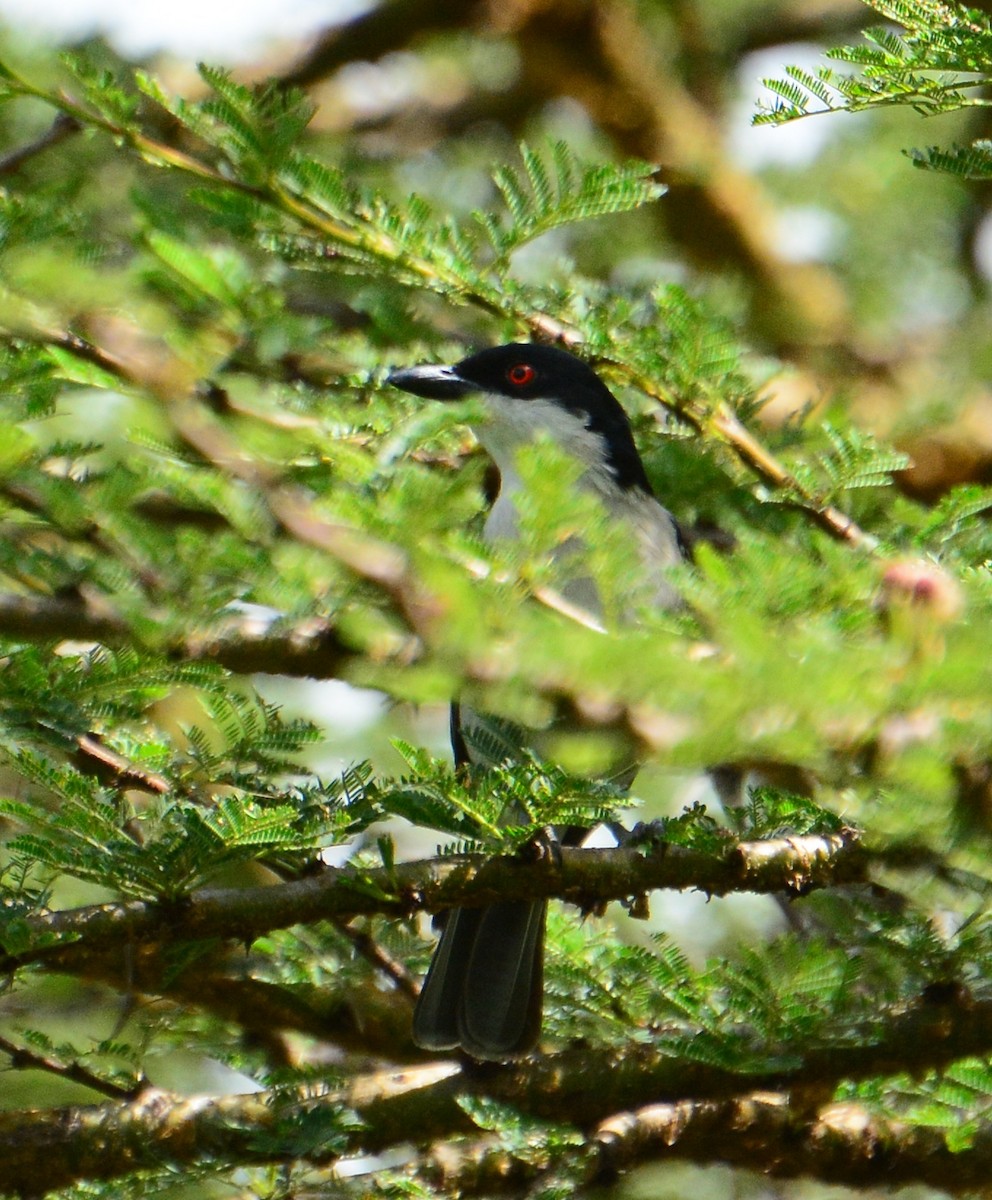 Black-backed Puffback - ML46118901