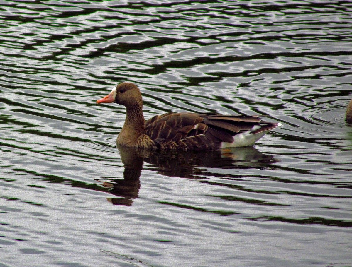 Greater White-fronted Goose - ML461190371
