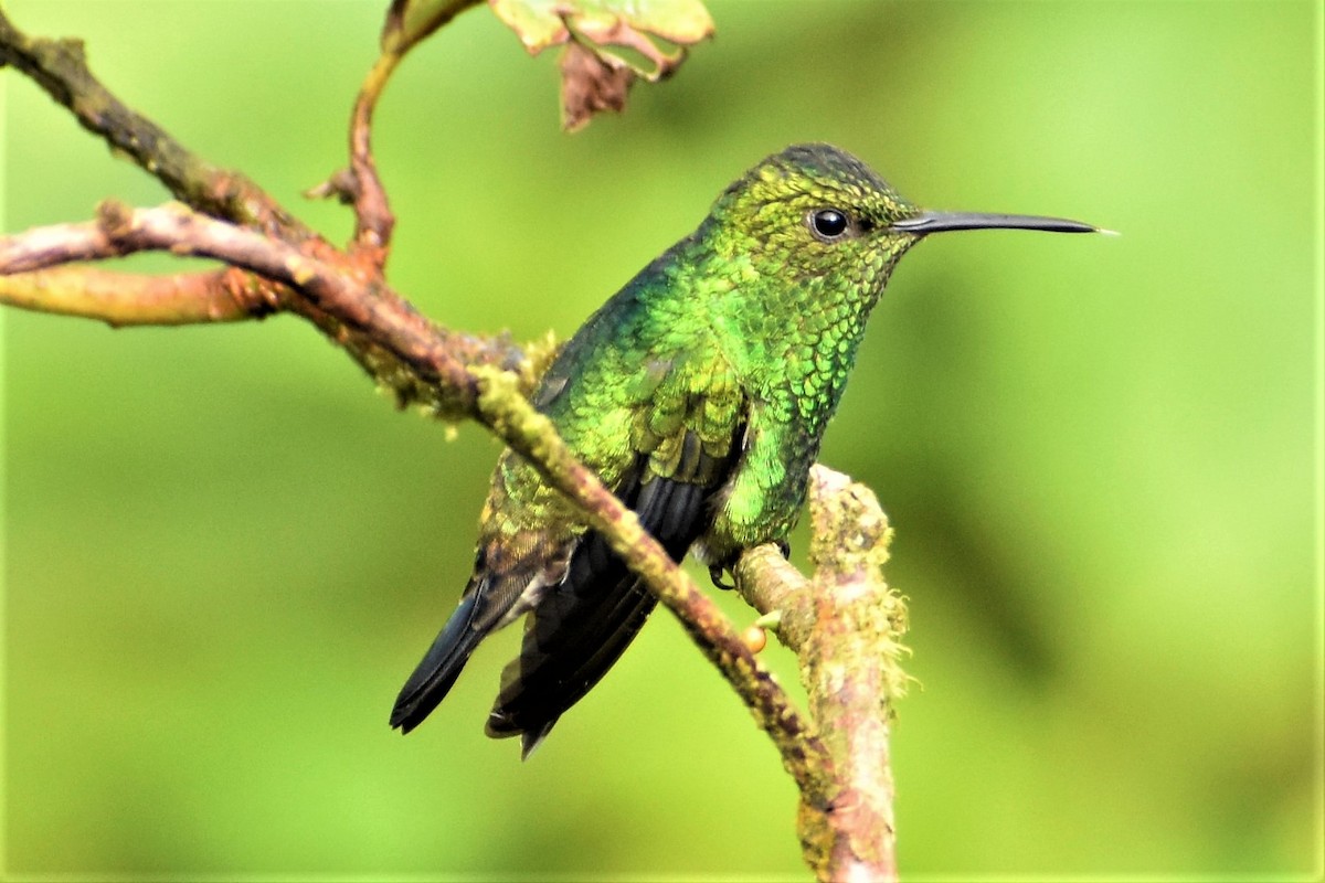 Western Emerald - Aurora Varda