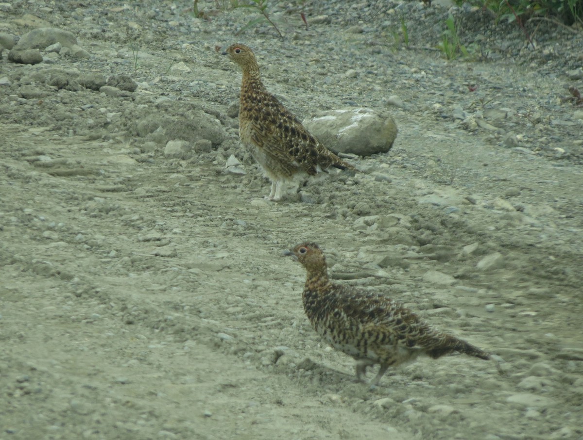 Willow Ptarmigan - ML461191361