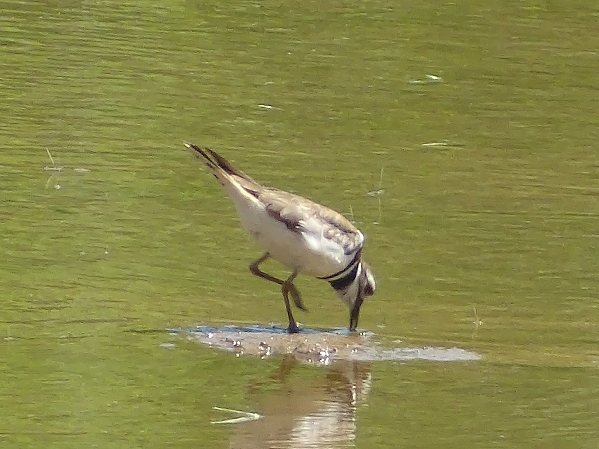 tobeltelo - ML461194941