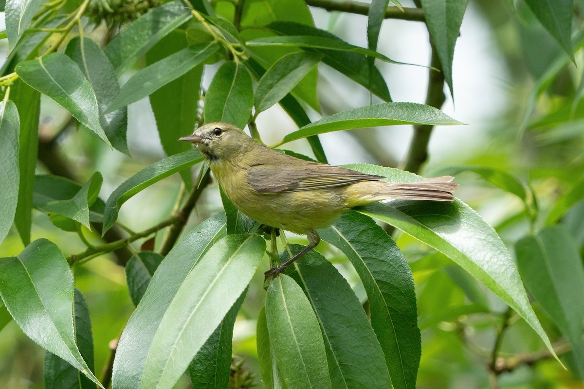 Orange-crowned Warbler - ML461195581