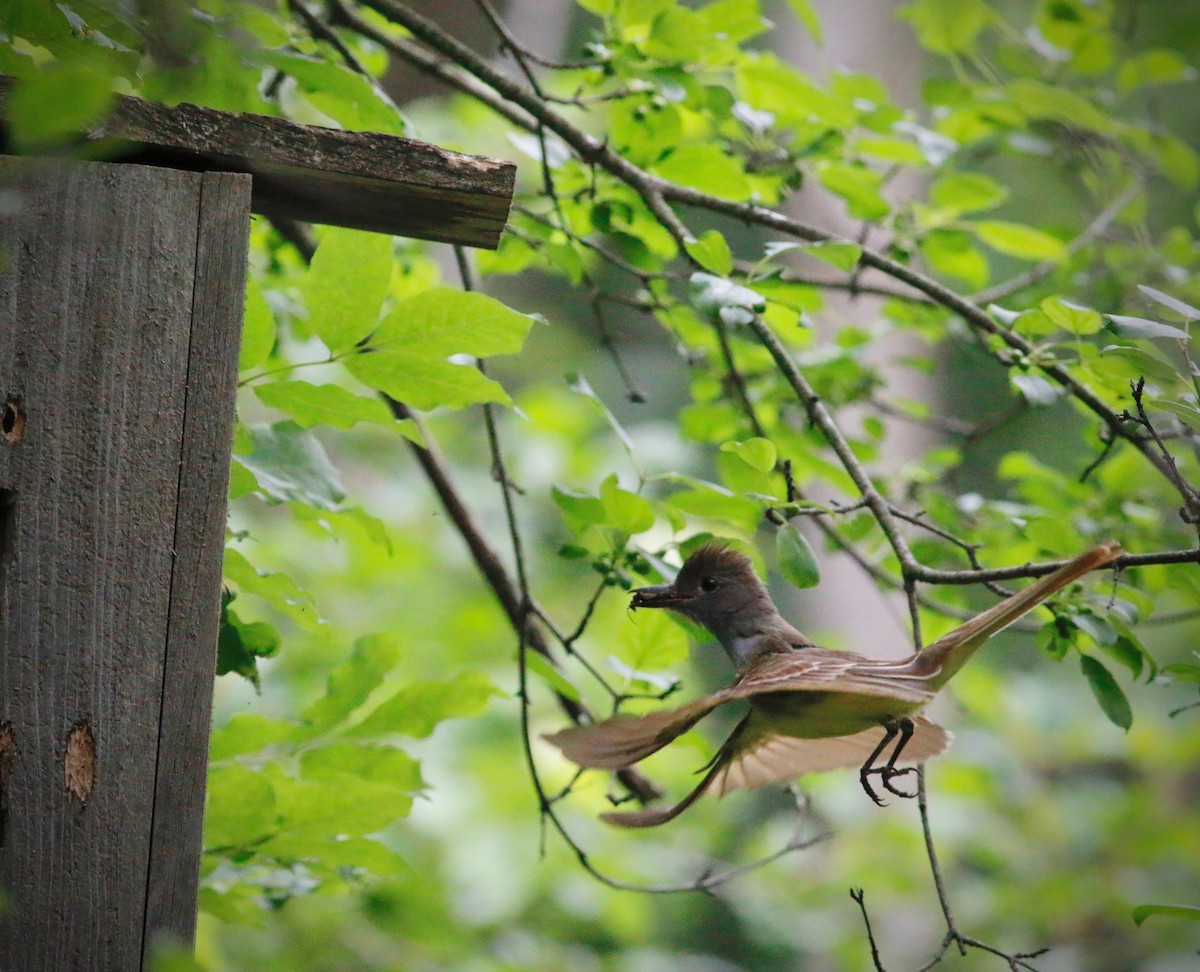 Great Crested Flycatcher - Lenore  Pawlowski