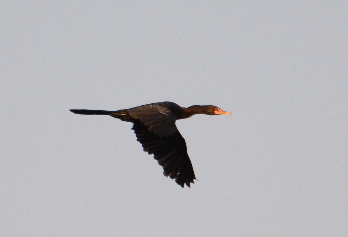 Cormorán Africano - ML46119591