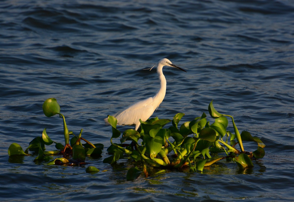 Aigrette garzette - ML46119651