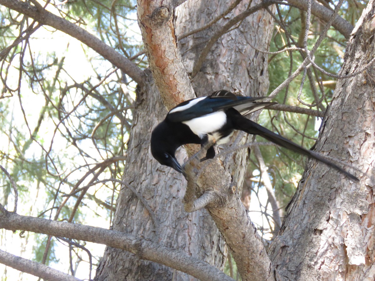 Black-billed Magpie - ML461196661