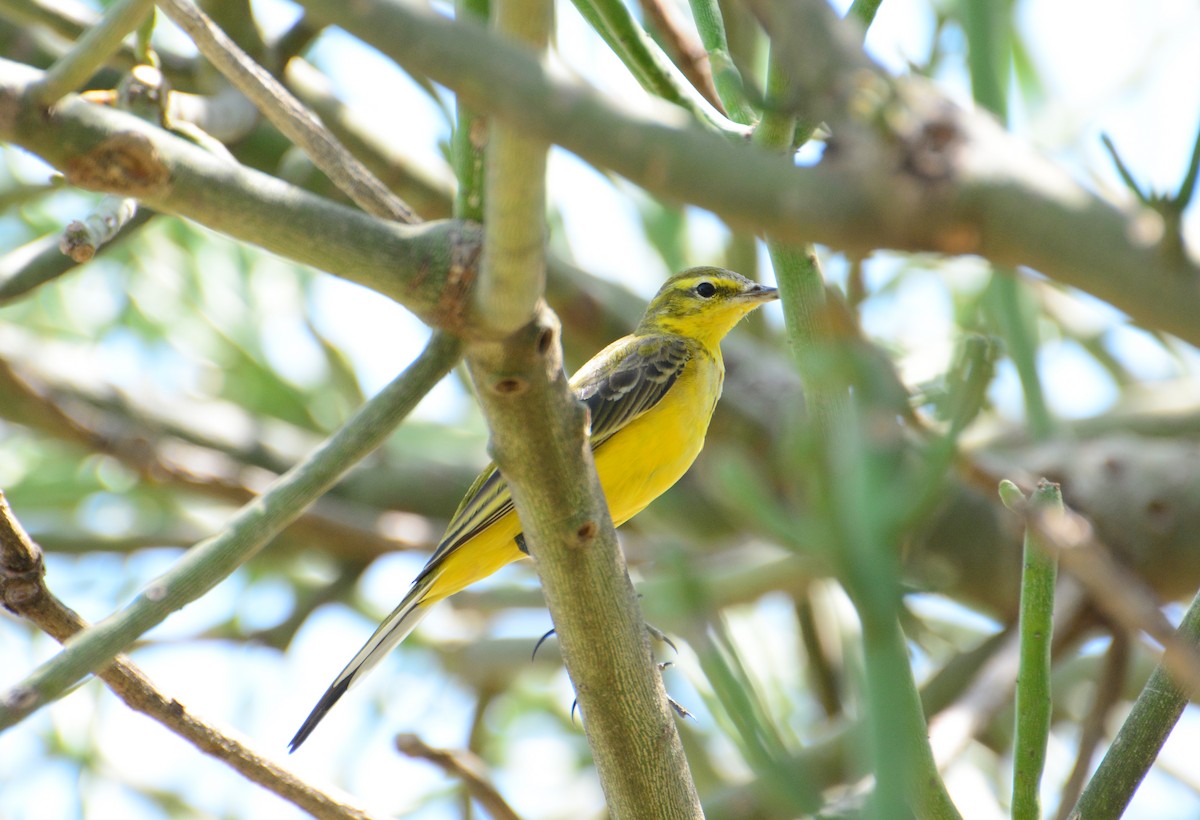 Western Yellow Wagtail - ML46120271