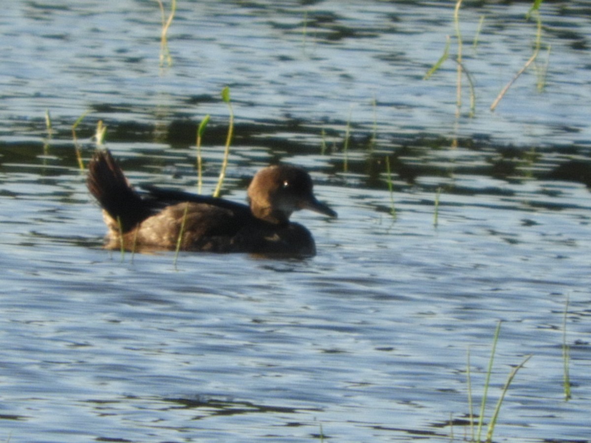 Hooded Merganser - ML461203791