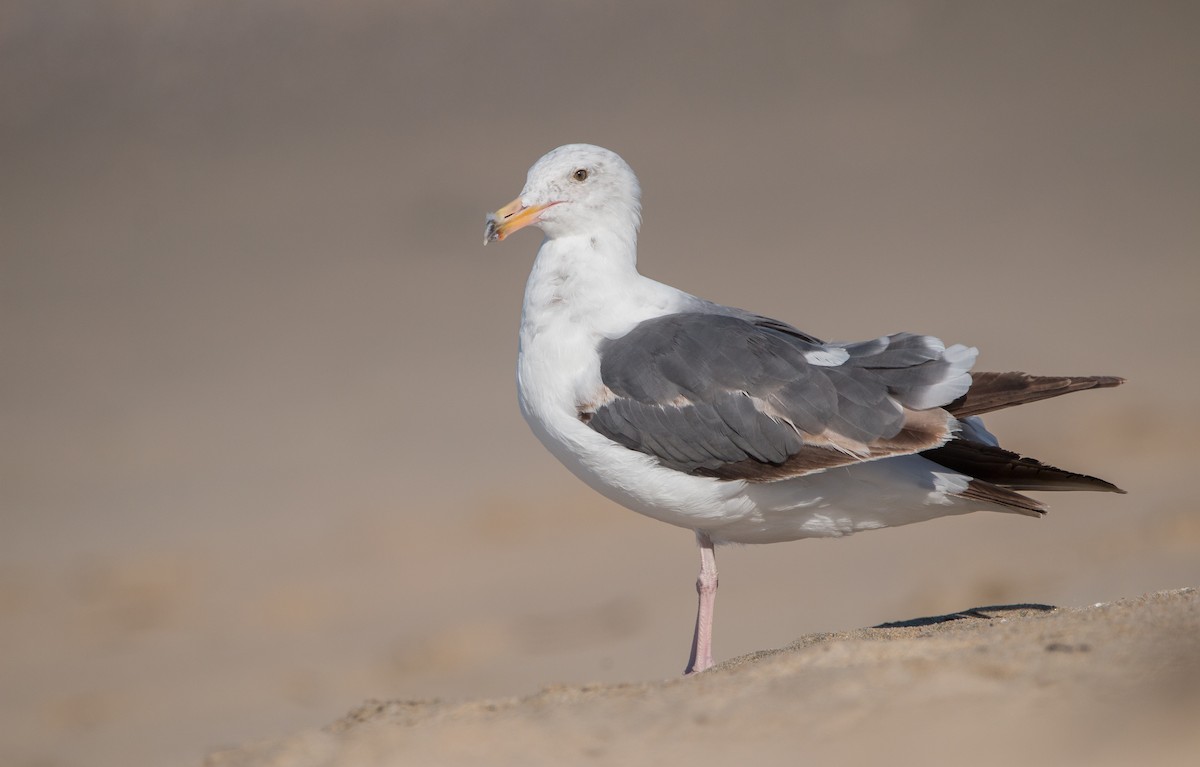 Western Gull - ML461204231