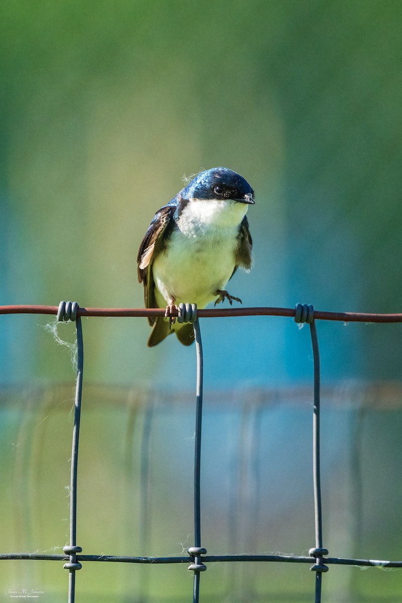 Golondrina Bicolor - ML461204471