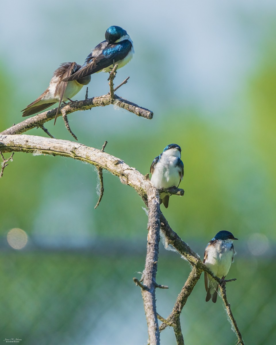 Golondrina Bicolor - ML461204481