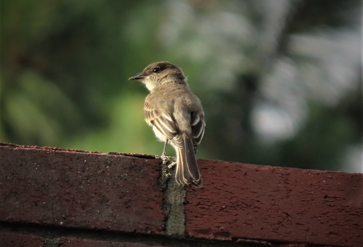 Eastern Phoebe - ML461205251