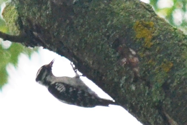 Downy Woodpecker - ML461207031