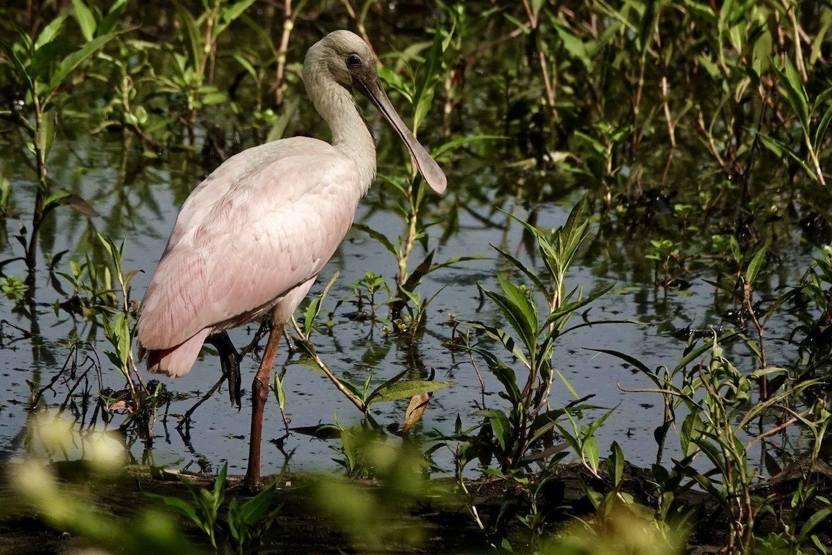 Roseate Spoonbill - Fleeta Chauvigne