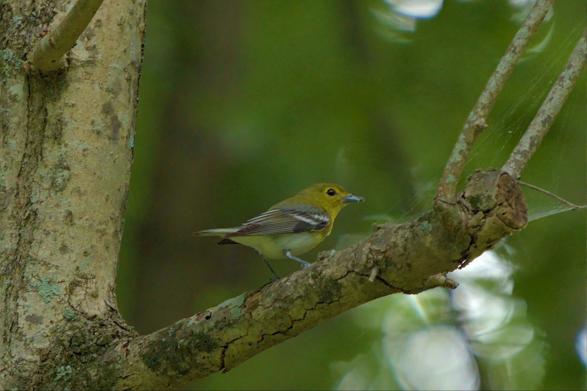 Vireo Gorjiamarillo - ML461207621