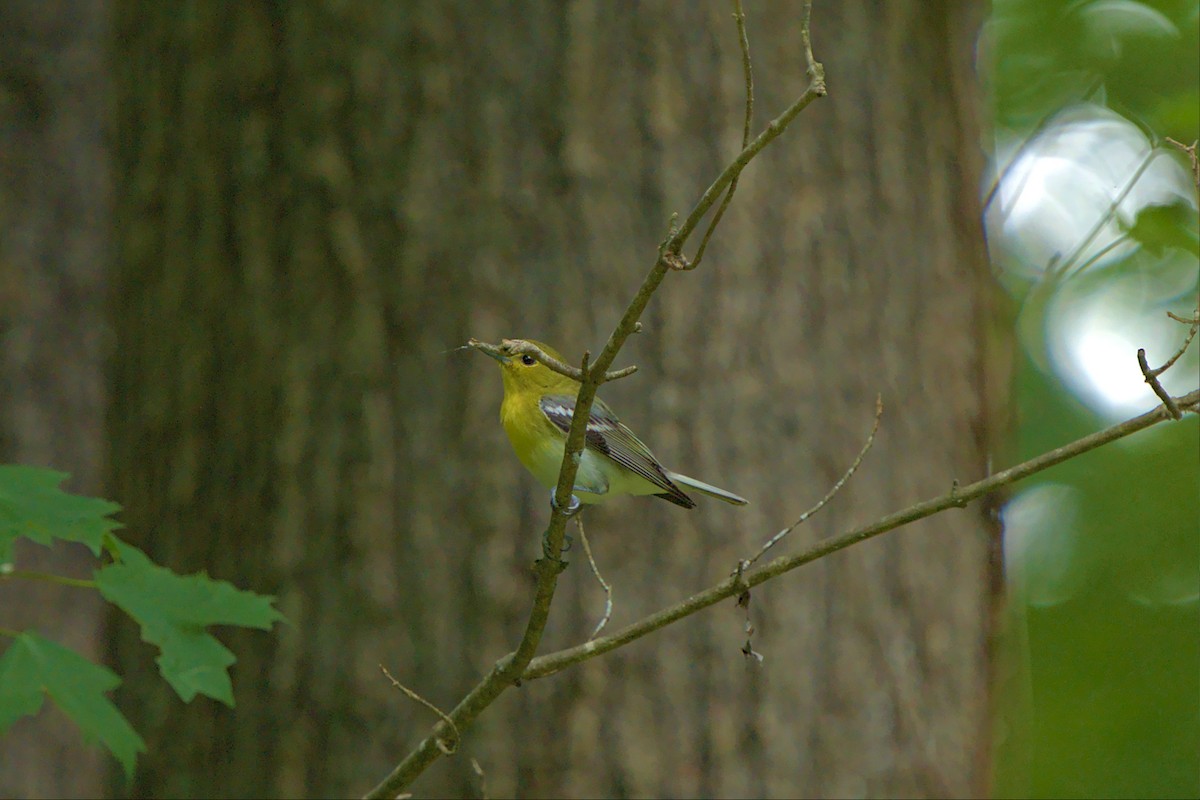 Yellow-throated Vireo - ML461207631