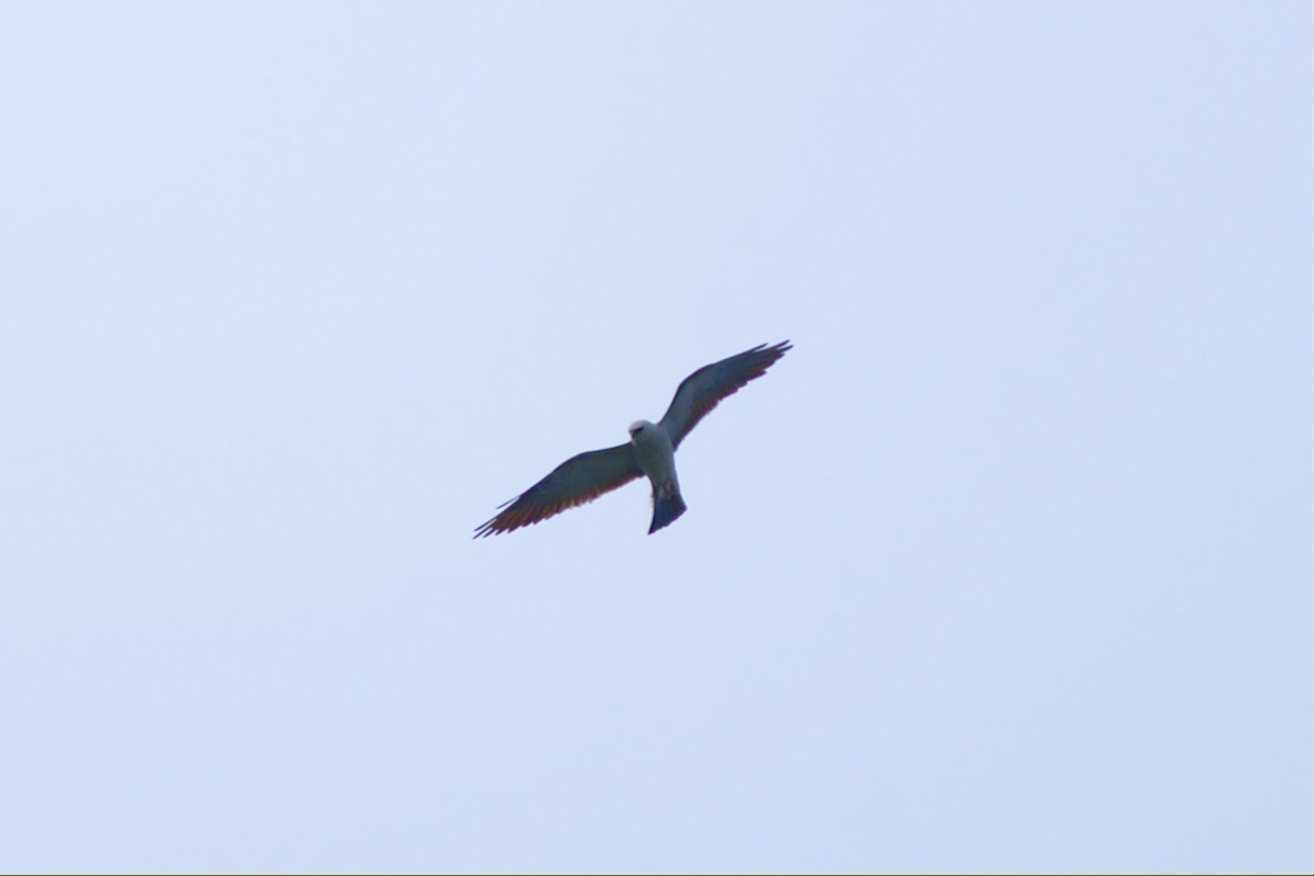 Mississippi Kite - ML461207771