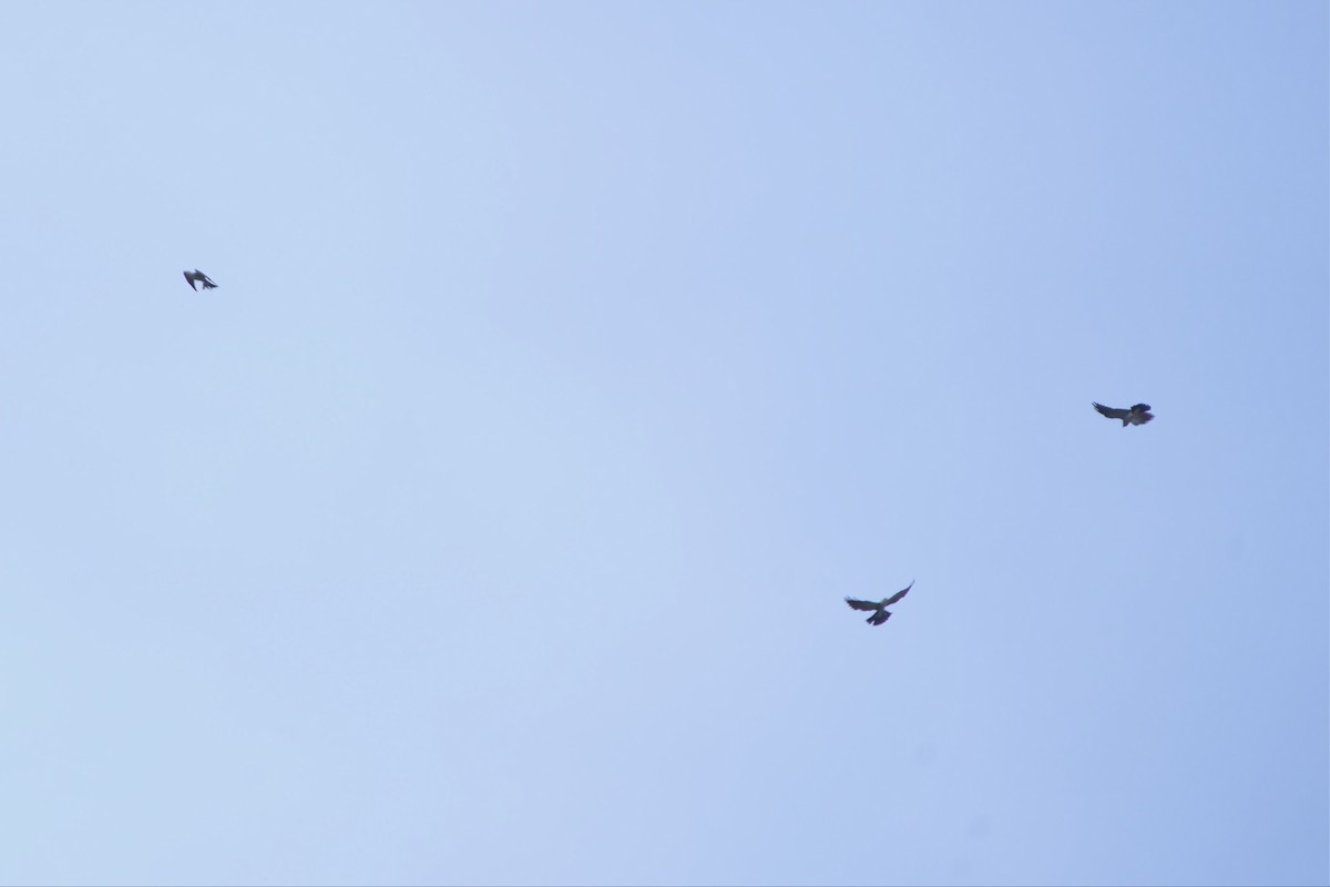 Mississippi Kite - ML461207791