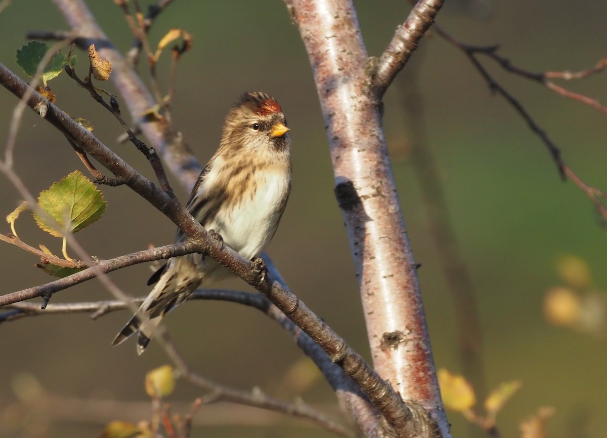 Common Redpoll - ML461208401