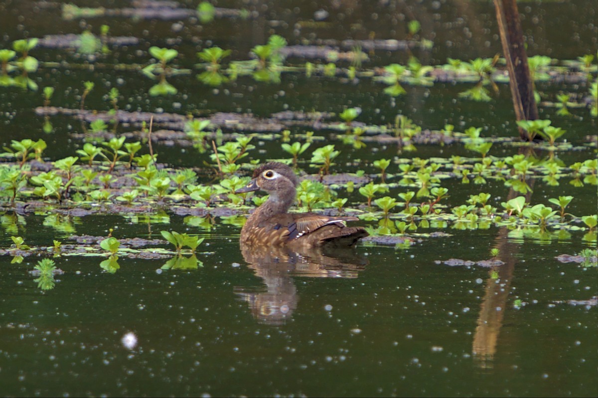 Wood Duck - ML461208801