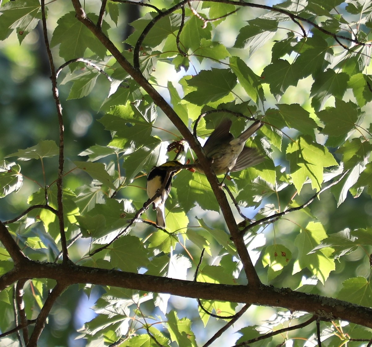 Black-throated Green Warbler - Laurel Barnhill