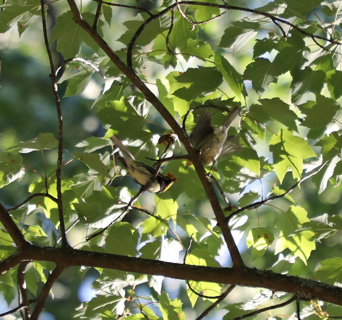 Black-throated Green Warbler - Laurel Barnhill