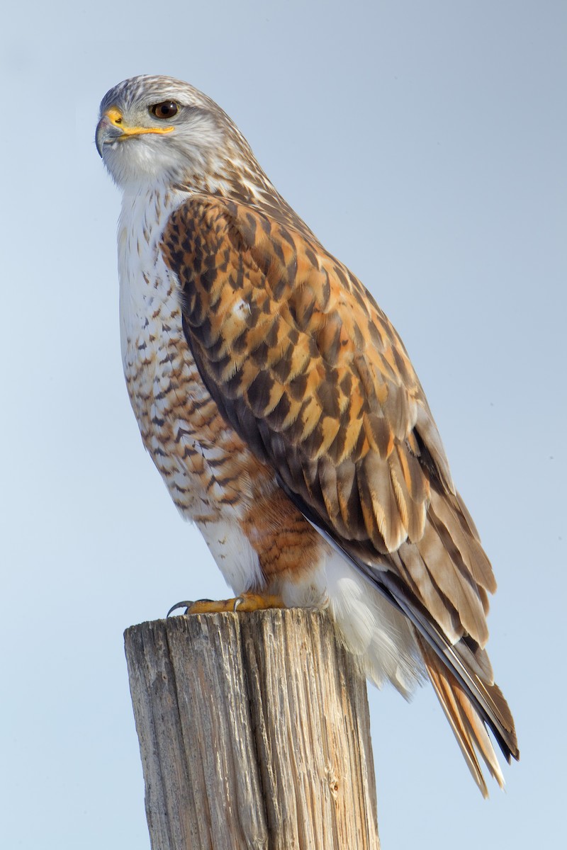 Ferruginous Hawk - ML461212021