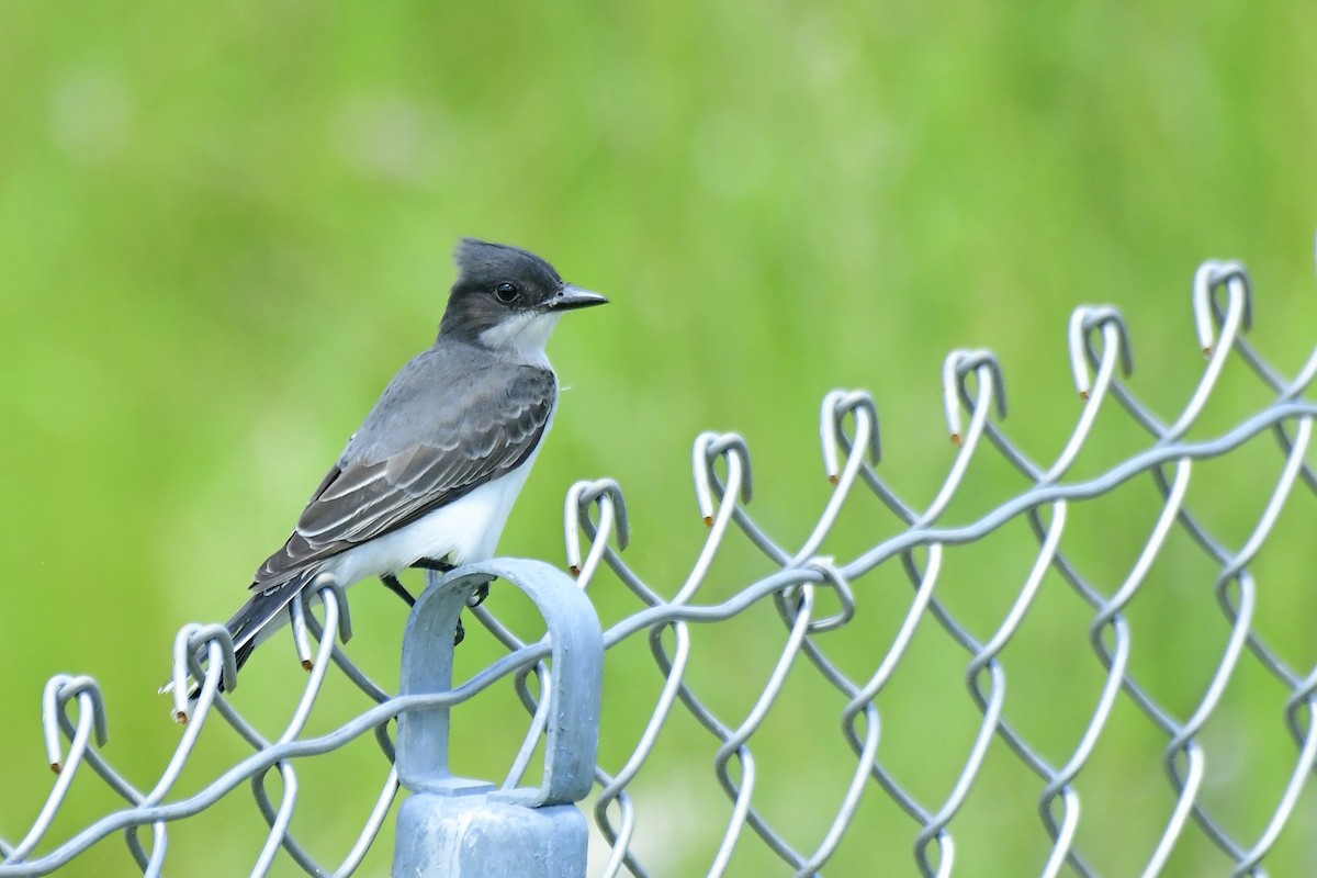 Eastern Kingbird - ML461212711