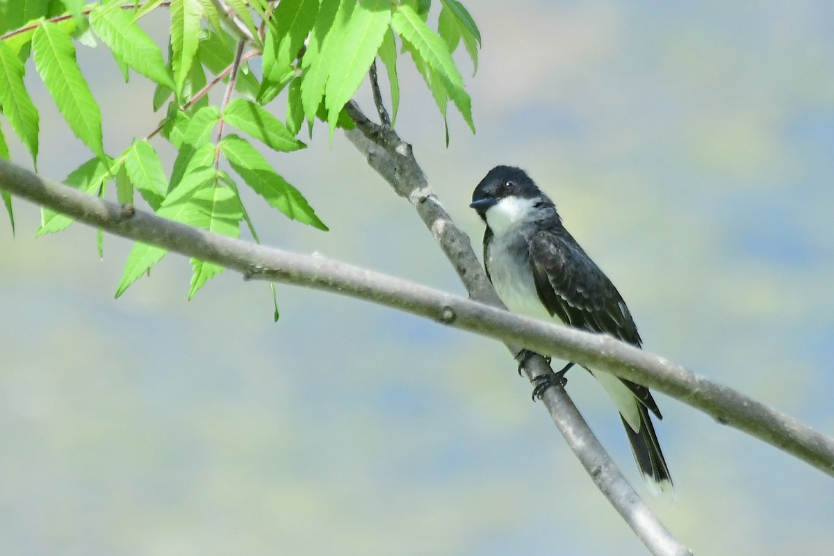 Eastern Kingbird - ML461212751