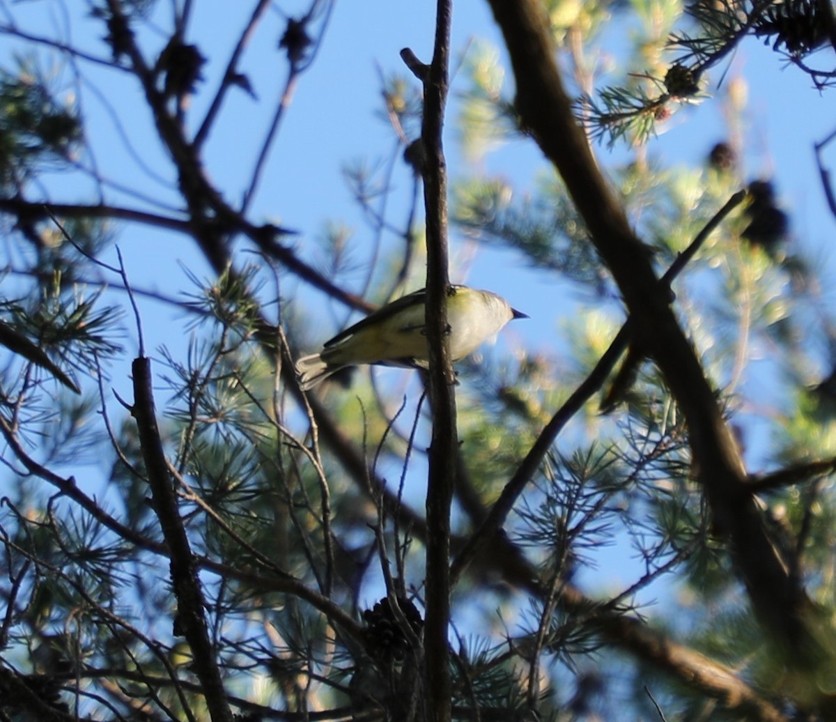 Blue-headed Vireo - Laurel Barnhill