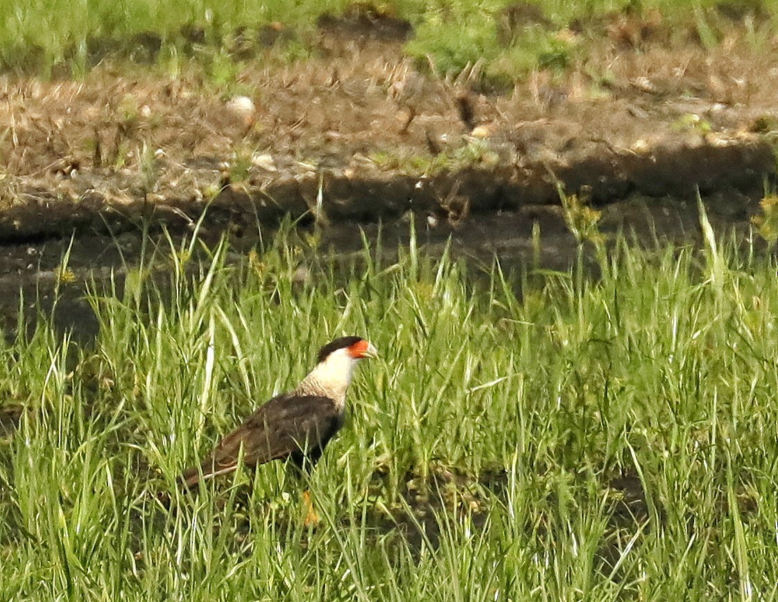 Caracara Carancho - ML461214061