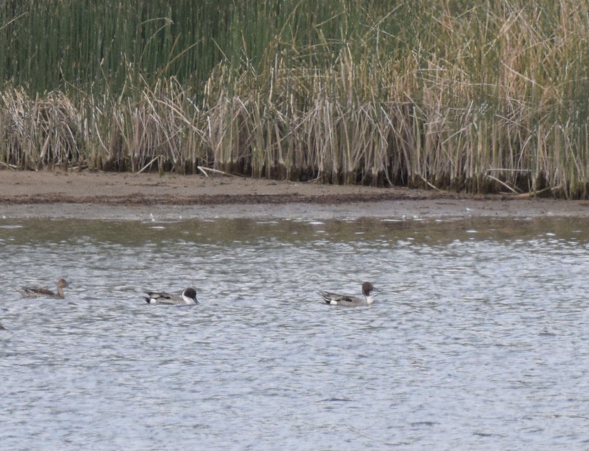 Northern Pintail - ML461216181