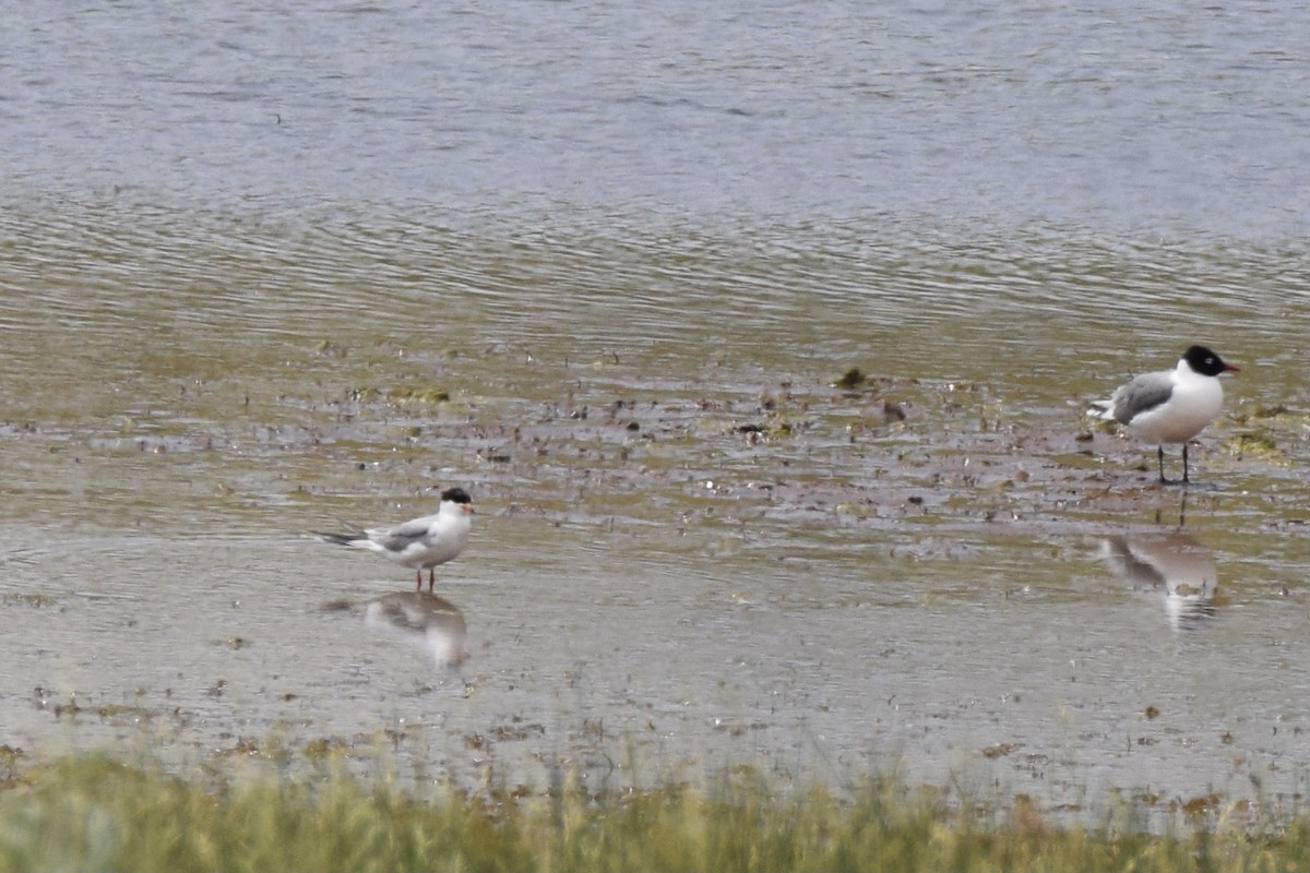 Forster's Tern - ML461216401