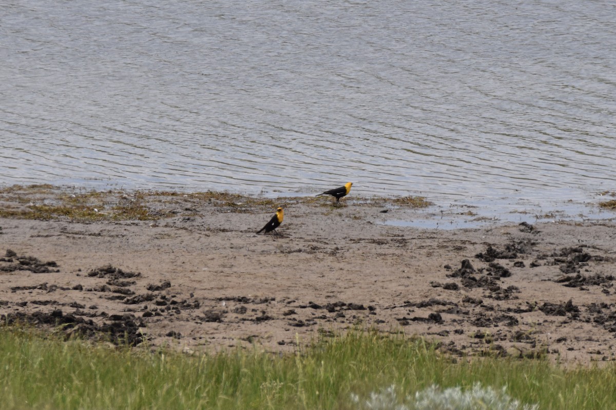 Yellow-headed Blackbird - ML461216591