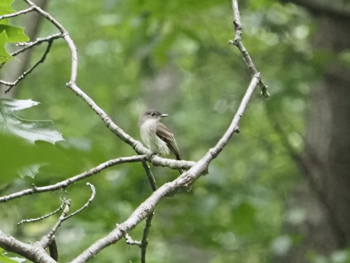 Eastern Phoebe - ML461217151