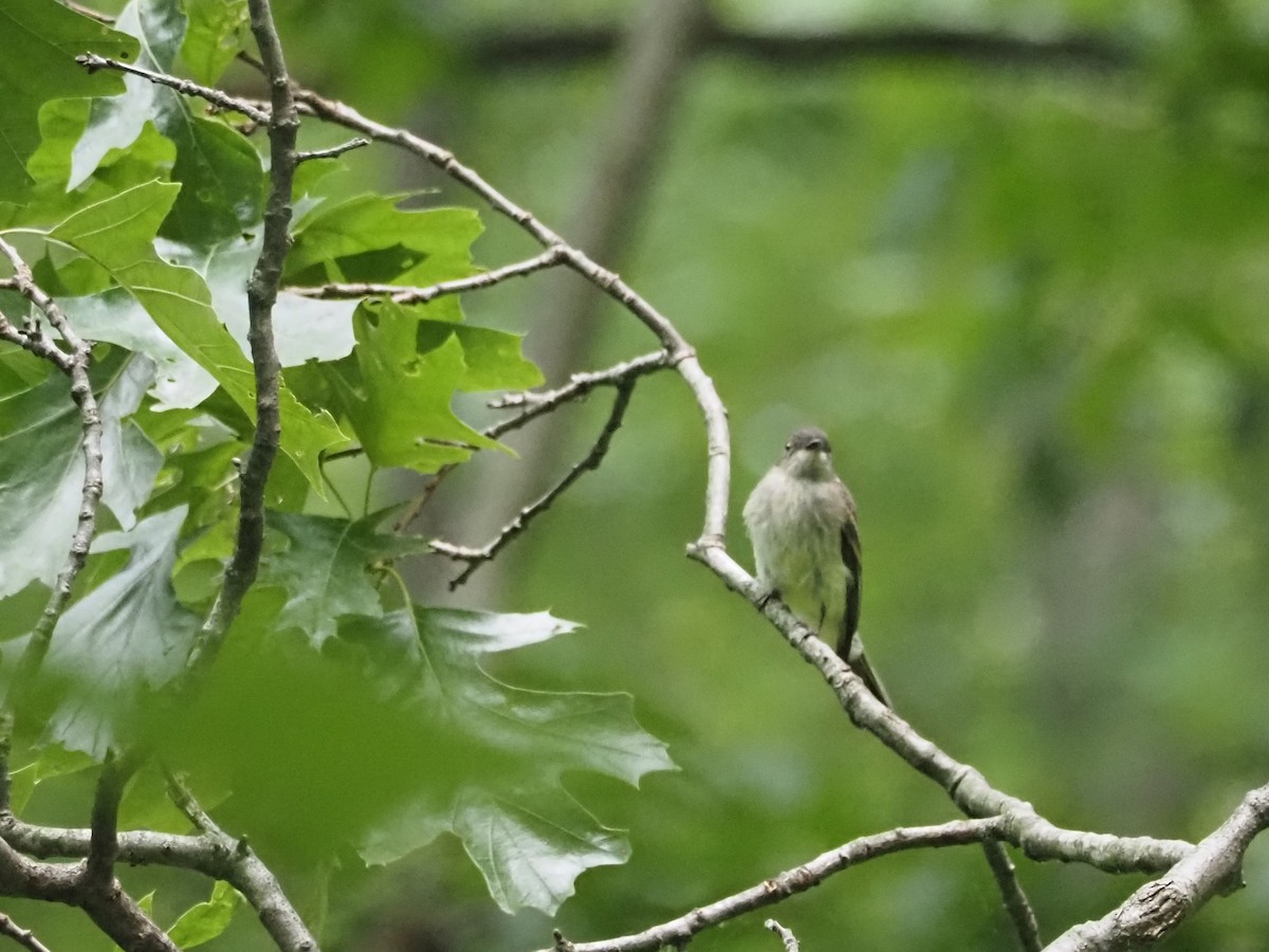 Eastern Phoebe - ML461217161