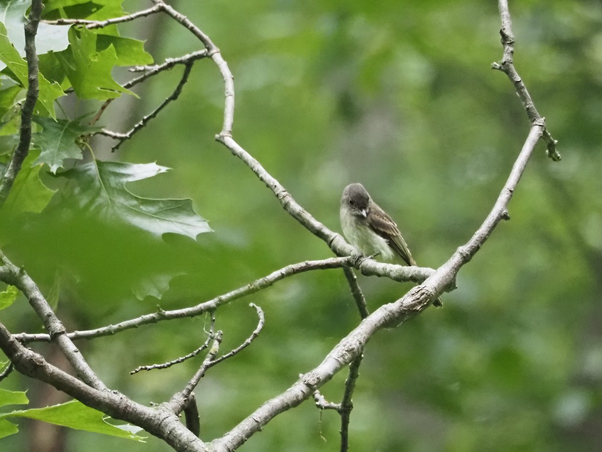 Eastern Phoebe - Bob Maddox