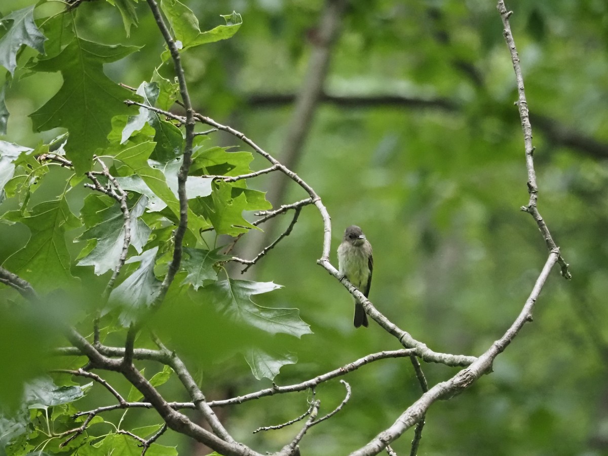 Eastern Phoebe - Bob Maddox